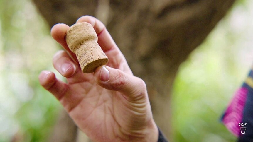 A person holding a champagne cork.