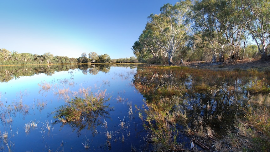 A river with sprouting weeds.