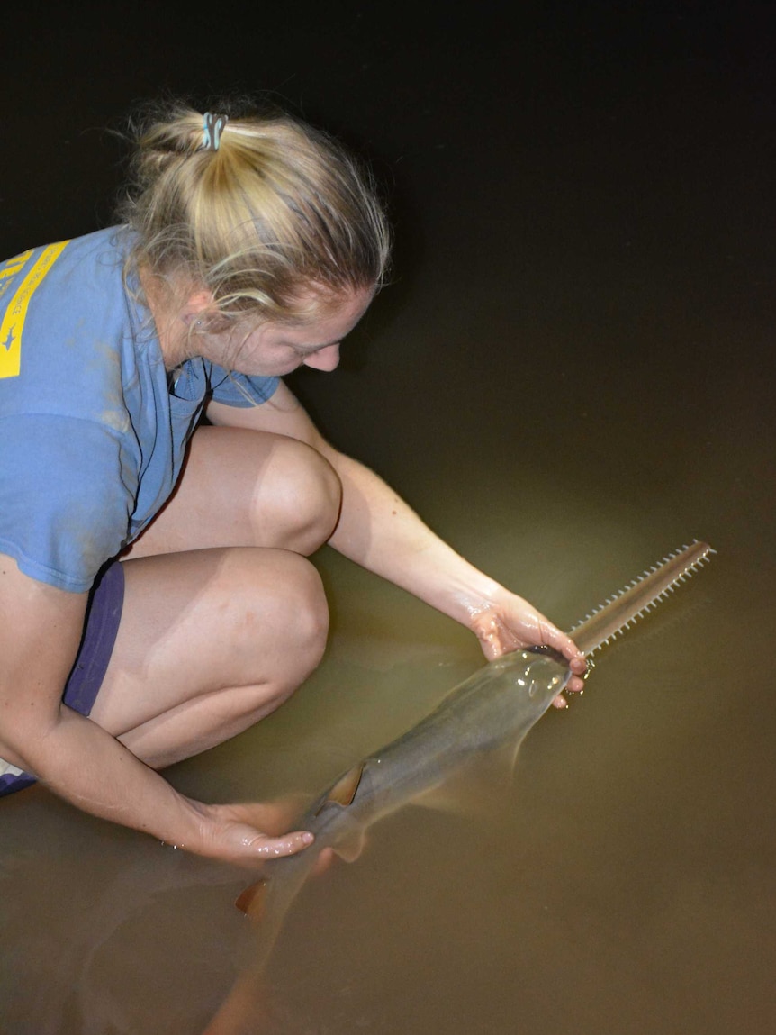 woman crouched down holding sawfish in murky water