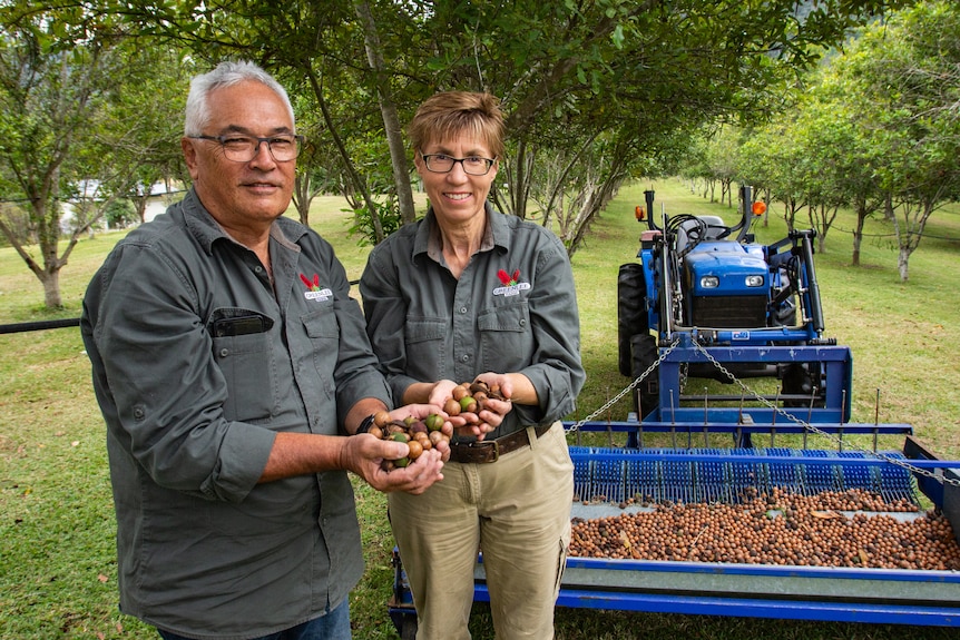 Man and woman holding macadamia nuts in front of tractor.