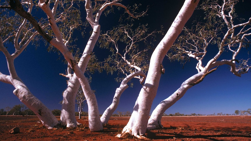 The ghostly white gum trees, reaching out of the deep red earth of the Pilbara Region