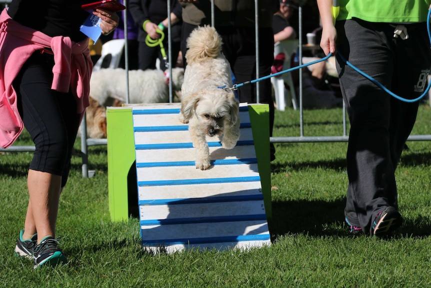 A dog runs an obstacle course.