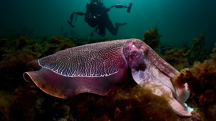 close up of purple cuttlefish under green water with diver silhouette swimming in background
