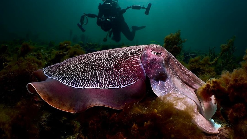 close up of purple cuttlefish under green water with diver silhouette swimming in background