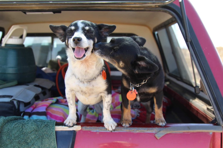 One dog licks another on the face in the back of a station wagon loaded with blankets and camping equipment.