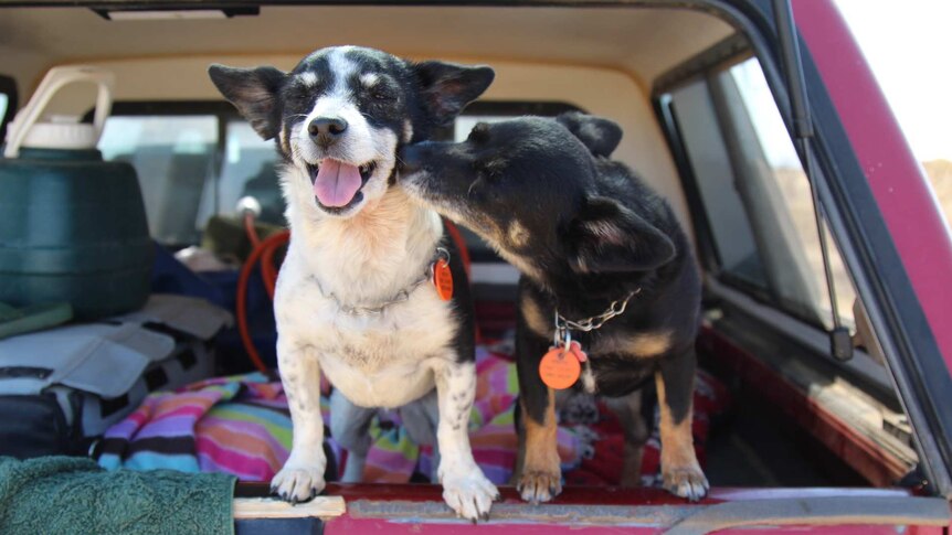 One dog licks another on the face in the back of a station wagon loaded with blankets and camping equipment.