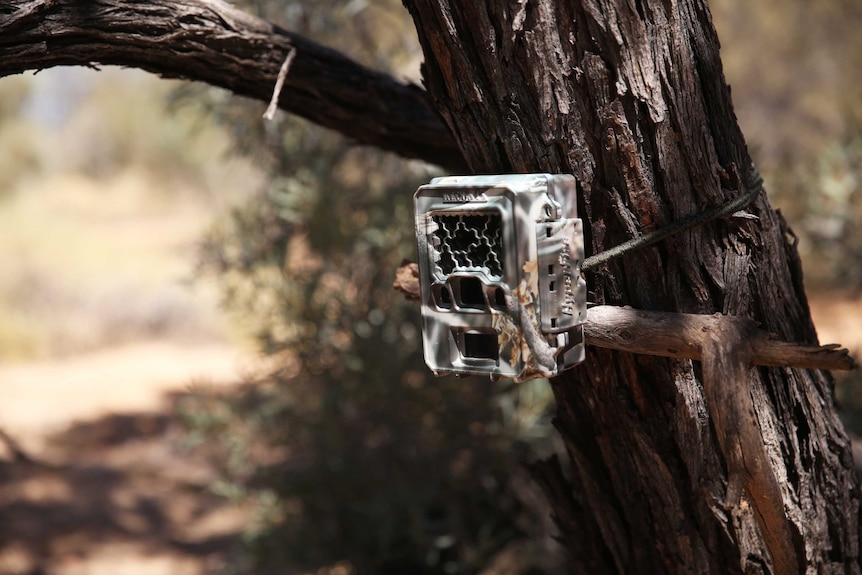 A camera trap set up to try to snap the night parrot.