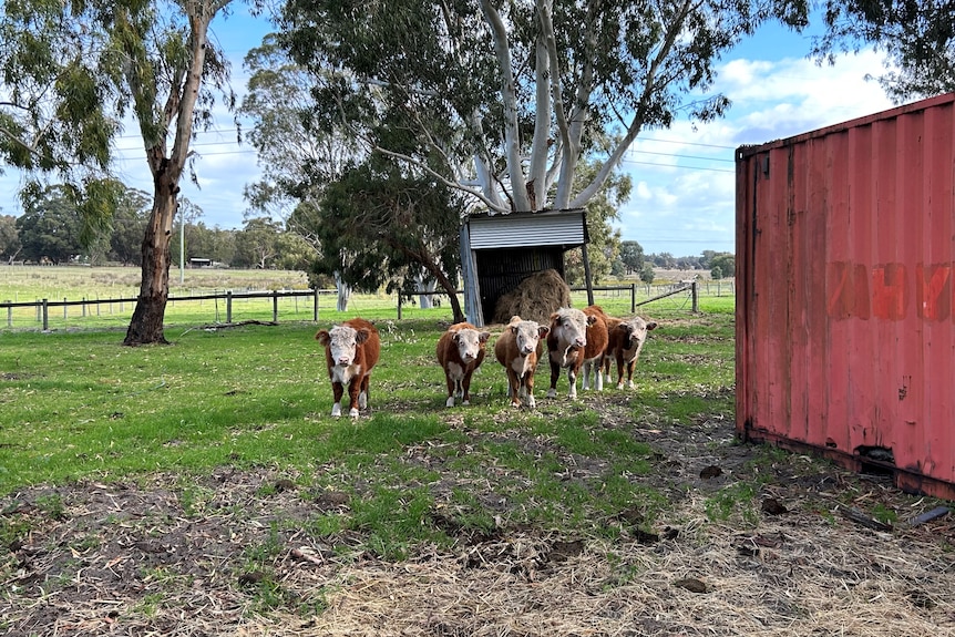 A group of small brown and white cows stand in a green grass paddock