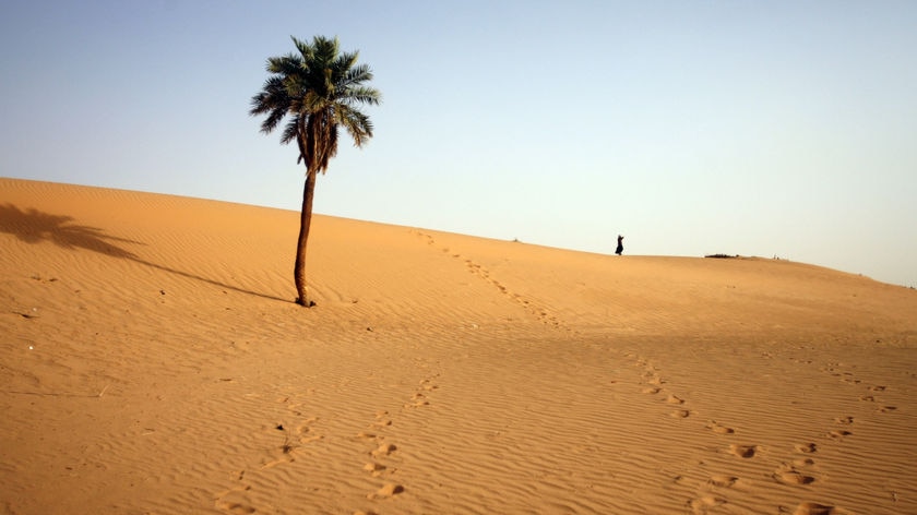 Hundreds of millions of new trees have taken root in the Sahara over the last couple of decades