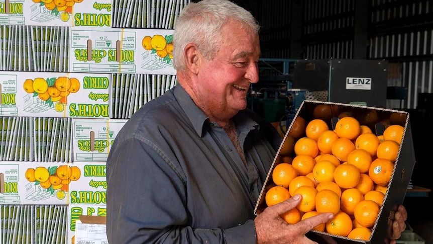 Farmer Ken Roth holds a box of a new variety of mandarins in the packing shed