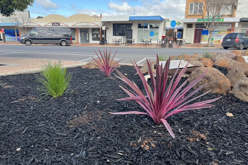 Three plants in gravel near rocks with a road and buildings in the background. 