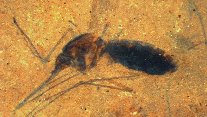 Close-up of the fossil of a blood-engorged mosquito