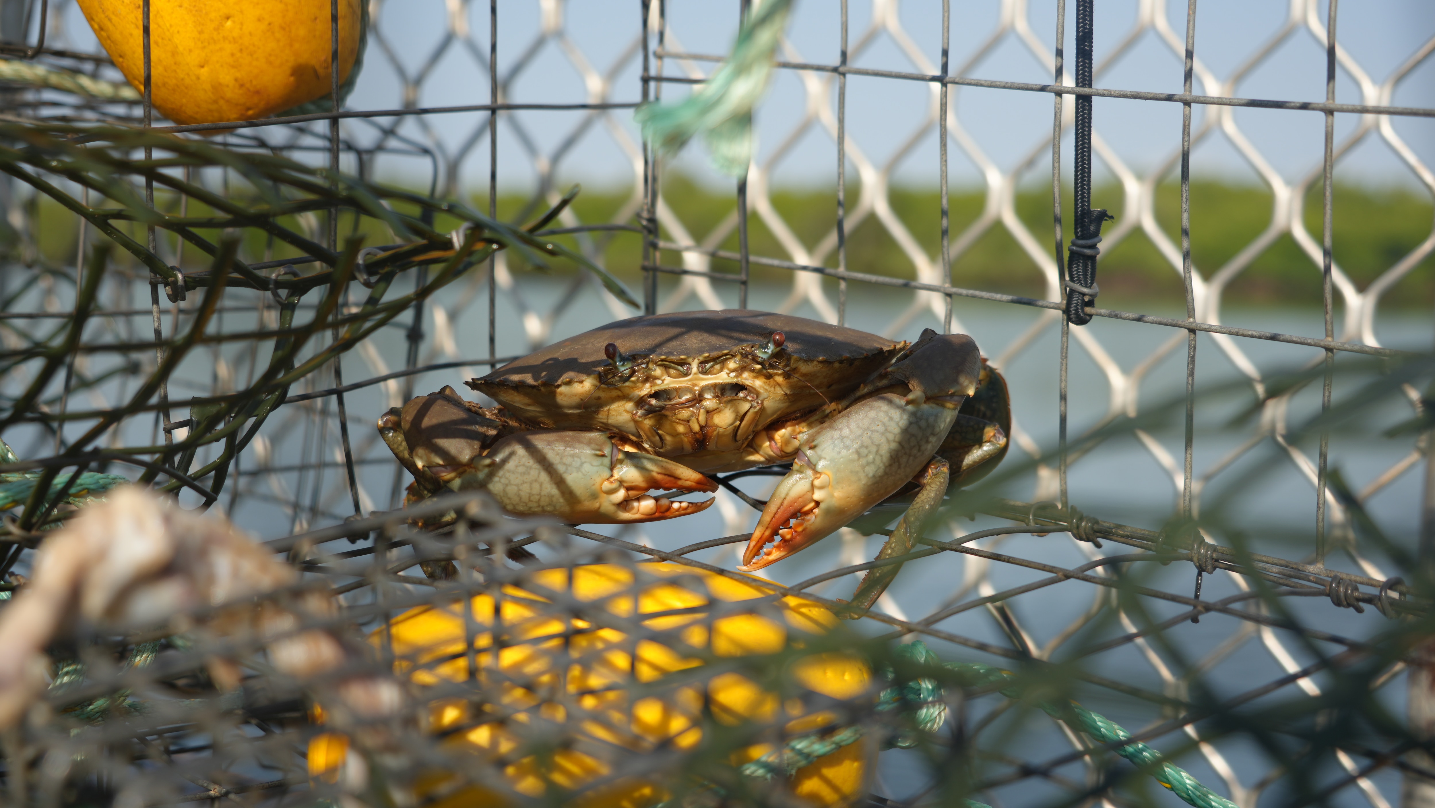 A mud crab in a metal cage.
