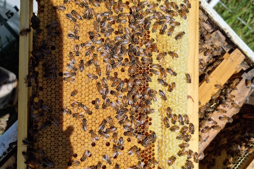 a swam of bees in bright yellow honeycomb 
