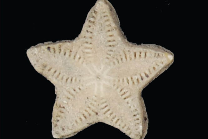 A five pointed star-like fossil on a black background