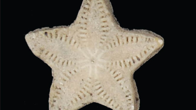 A five pointed star-like fossil on a black background