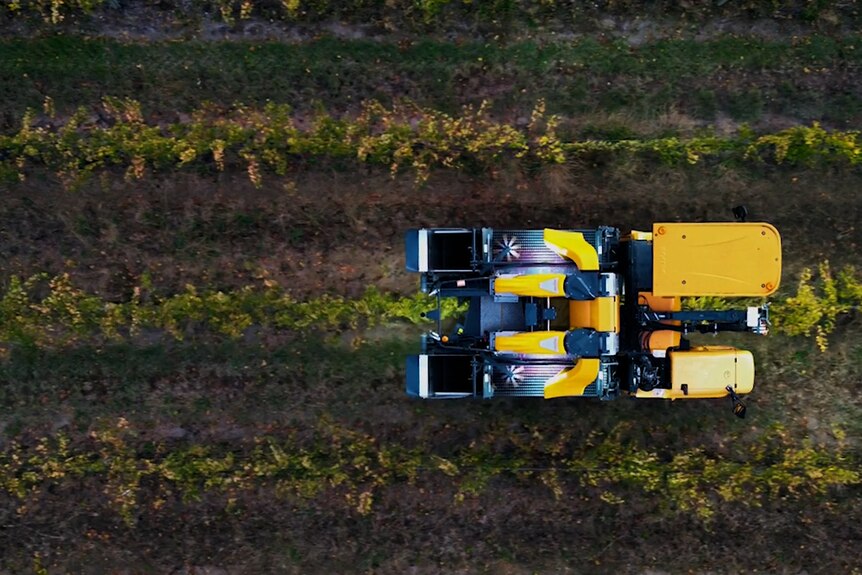 An aerial view of a robot in amongst rows of grape vines.