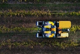 An aerial view of a robot in amongst rows of grape vines.