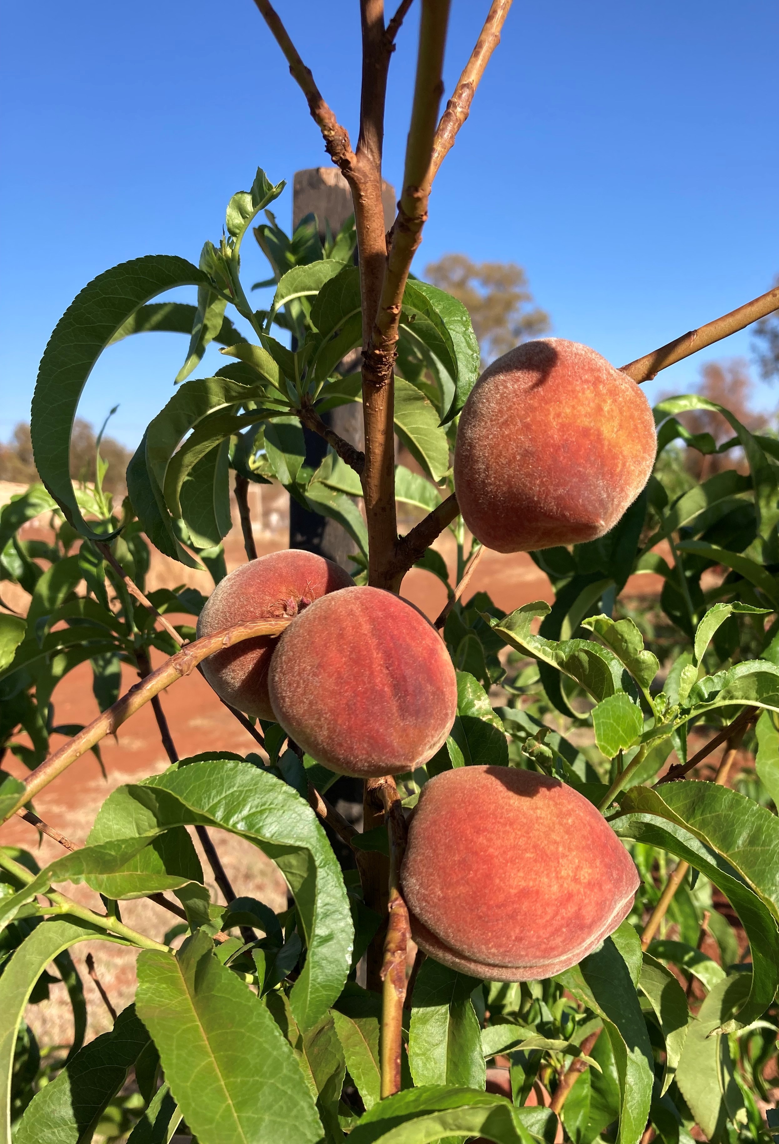 Three peaches growing.