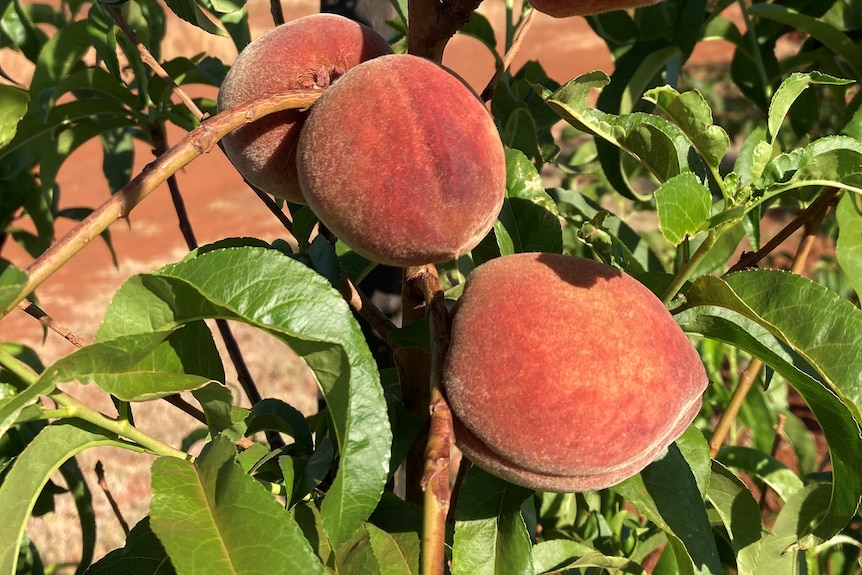 Three peaches growing.