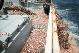 Tons of sardines are pumped from the hold of a Norwegian fishing ship operating in West African waters.