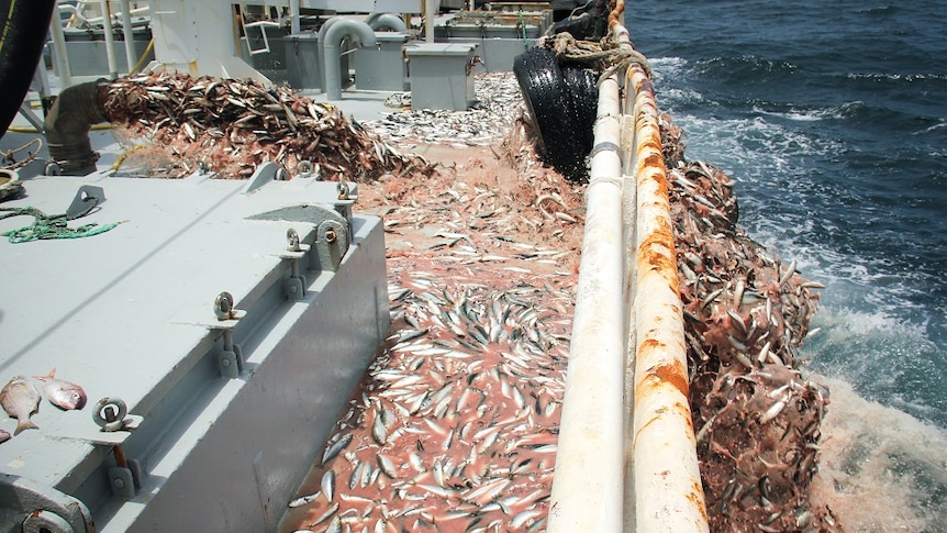 Tons of sardines are pumped from the hold of a Norwegian fishing ship operating in West African waters.