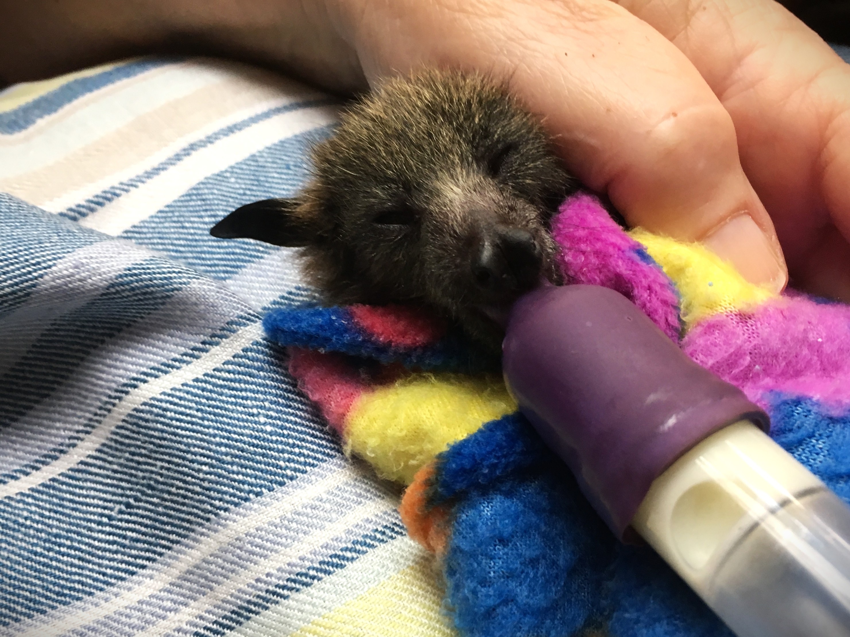 Widespread flying fox deaths a 'disaster' for forest ecosystems