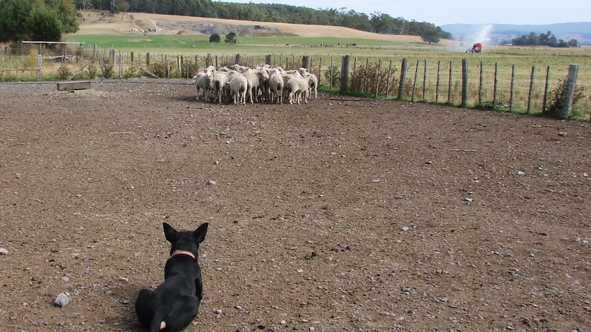 Black kelpie lies down before a small mob of sheep in the yard paddock at the Chilcott's Meander dairy