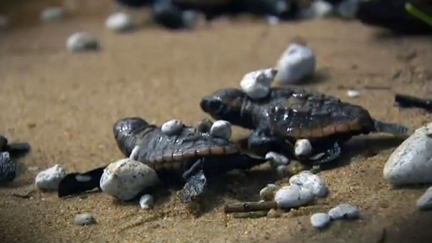 Volunteers moved the baby turtles to safety