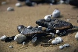 Volunteers moved the baby turtles to safety