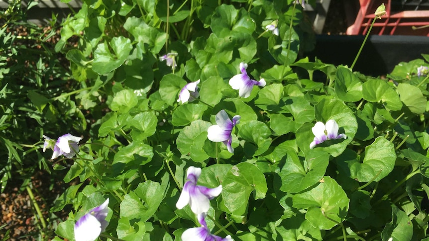 Flowering native violet with lush green leaves and white and purple flowers.