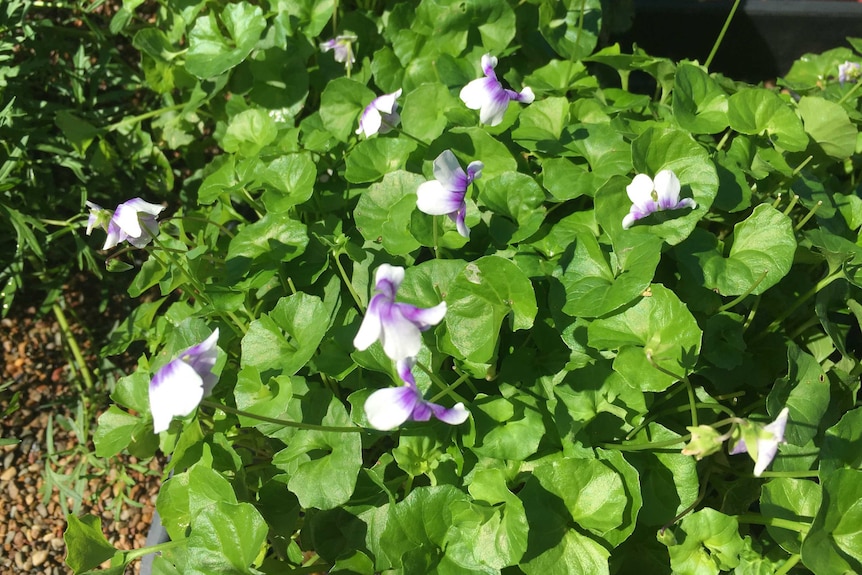 Flowering native violet with lush green leaves and white and purple flowers.