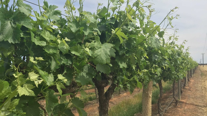 Wine grape vines in Victoria's Sunraysia.