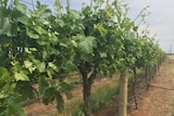 Wine grape vines in Victoria's Sunraysia.