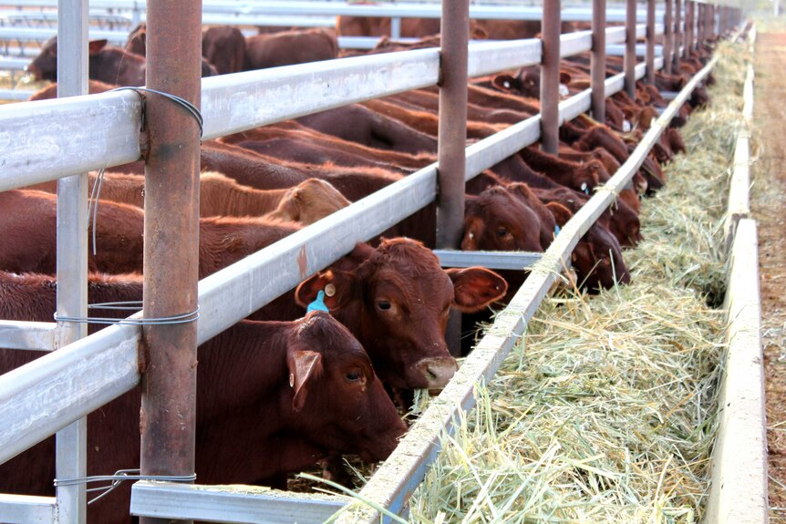A close shot of young cattle feeding in spelling yards