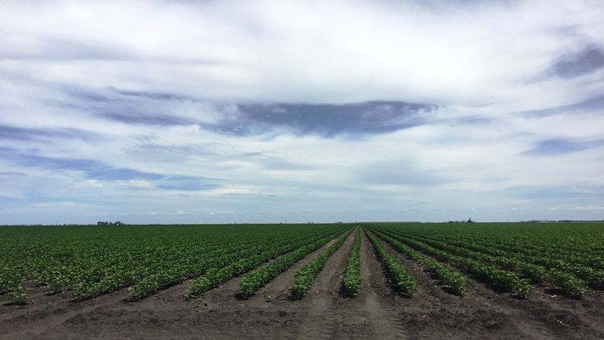 Irrigators in the Condamine catchment have been frustrated by the process of groundwater buybacks.