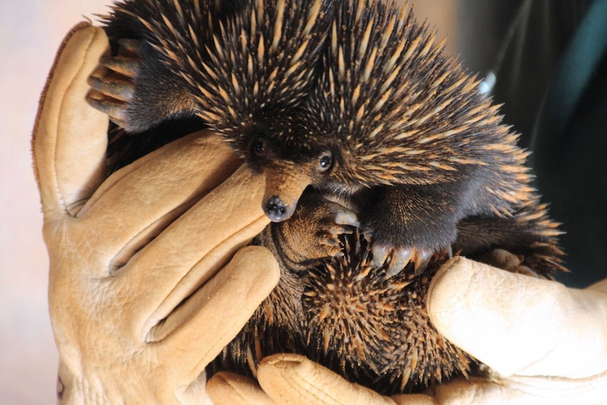 A short-beaked echidna puggle looks at the camera while in the hands of a person wearing gloves.