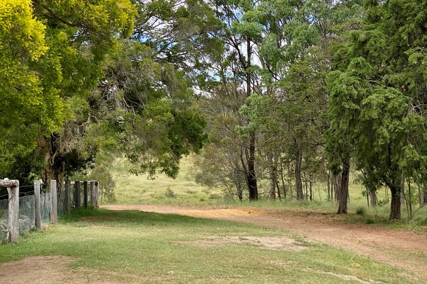 Lush green green line a driveway through Tanya Thomson's large Queensland property.