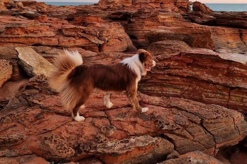 A brown and white collie stands on red rocks