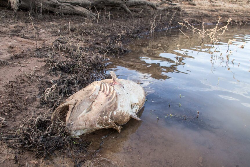 Large fish with gaping mouth lies washed up on dead reedy mudbank of dam