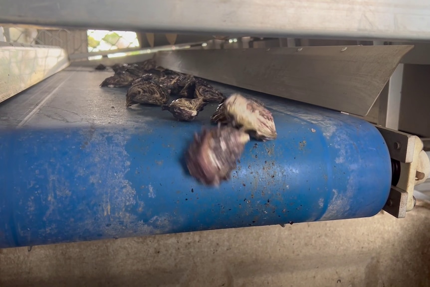 Oysters falling off a conveyor belt.