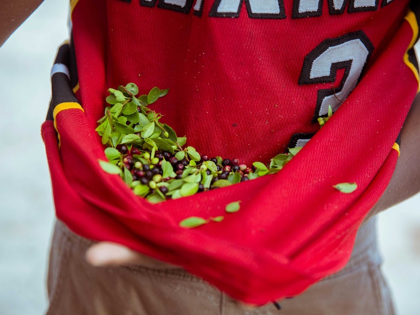 Shirt full of bush berries