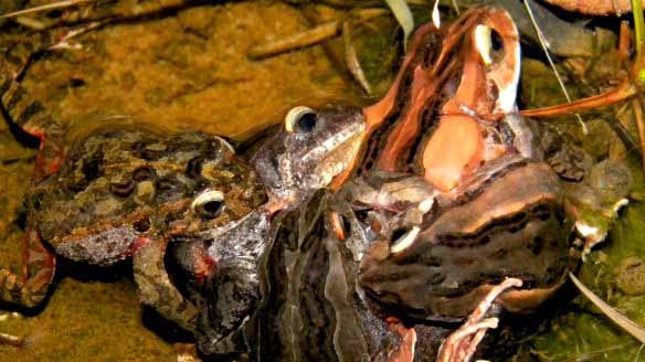 Australian quacking frogs mating