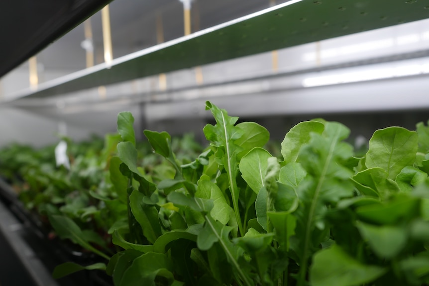 Leafy greens grow inside a shipping container with white light shining on them