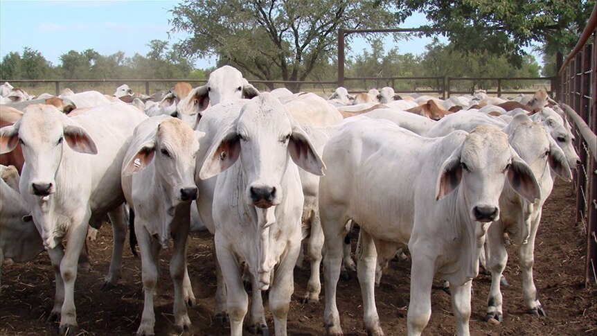 Cattle in the yards at Auvergne Station in the Northern Territory.
