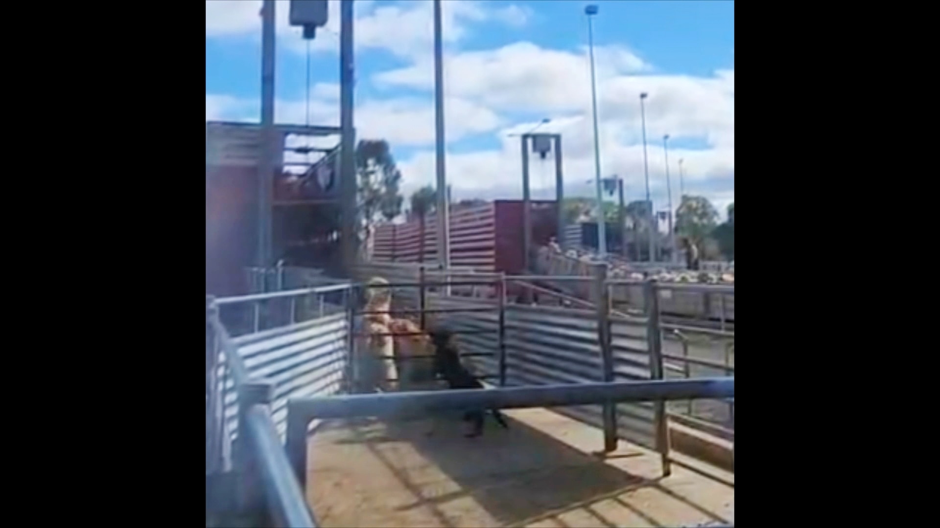 Unmuzzled dogs in the saleyards