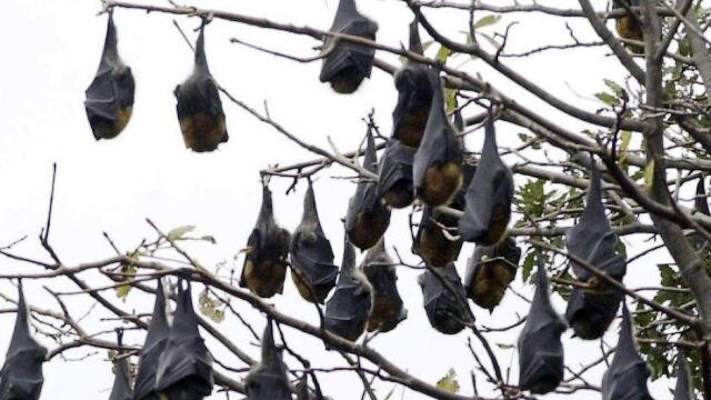 A flying fox colony in East Cessnock is causing safety concerns for residents and the local public school.