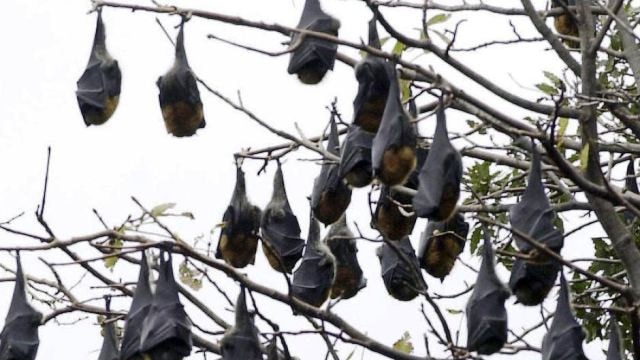 Flying foxes