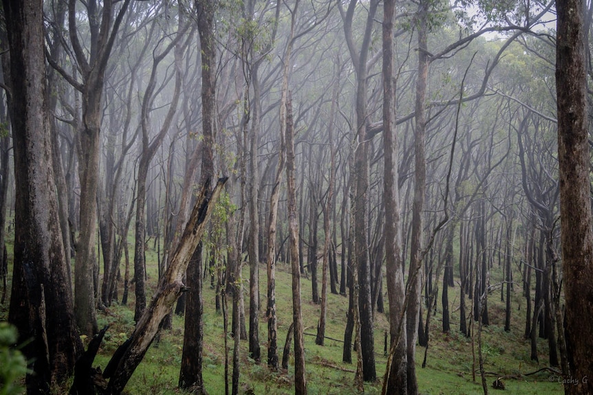 Foggy among tree trunks on a slope