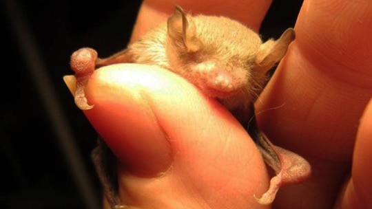 Microbats expected to invade Adelaide homes as winter sets in, prompting  warning over rabies-like virus - ABC News
